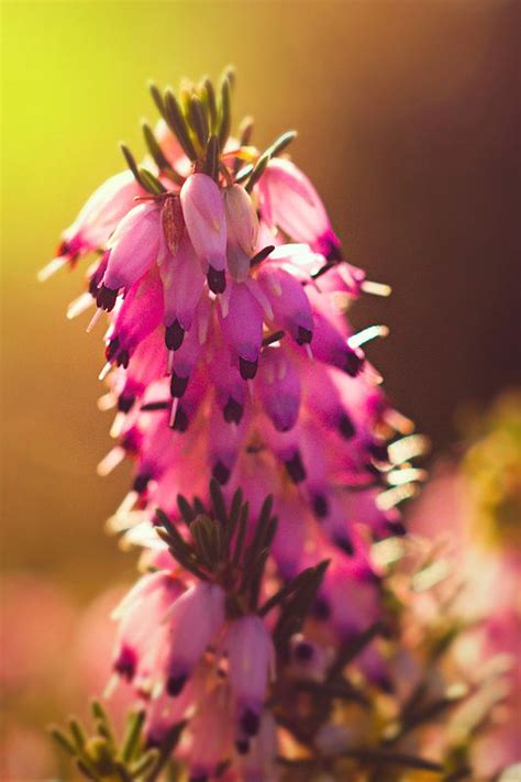 Erica Flower http://en.wikipedia.org/wiki/Erica Photography by Paul Robinson http://www ...