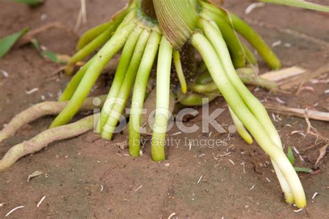 Maize Root stock photos - FreeImages.com