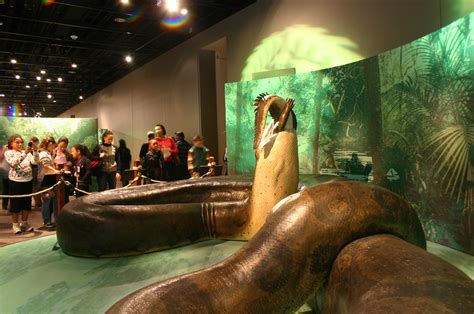 Titanoboa | Taken at the Smithsonian Natural History Museum.… | Flickr