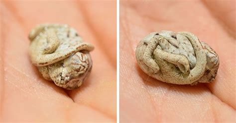 Seconds-Old Baby Chameleon Doesn't Realize He’s Out Of His Egg - Pulptastic