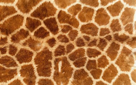 2048x1536 resolution | brown and white giraffe pattern textile, animal ...