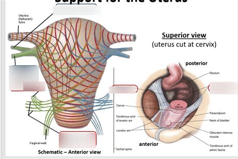 Uterosacral Ligament Cardinal Ligament