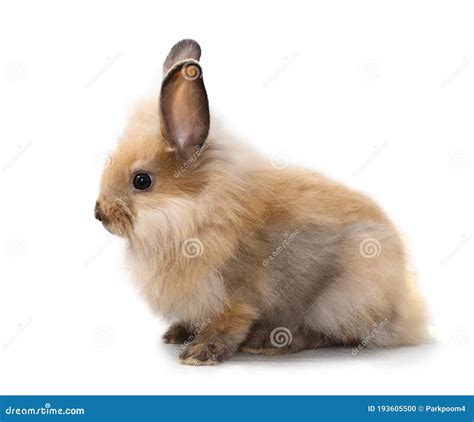 Side View One Baby Red or Brown Bunny Rabbit on Isolated and White ...