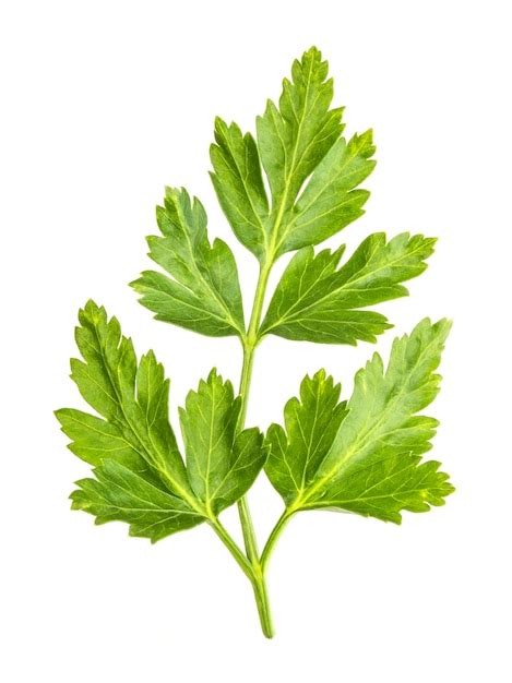 Premium Photo | Parsley leaves isolated