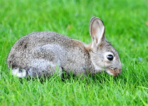 Are Rabbits Rodents? A Guide to This Common Misconception