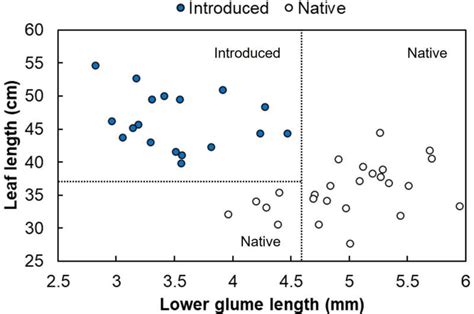 Researchers develop field identification process for invasive reeds