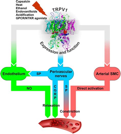 Frontiers | Beyond Neuronal Heat Sensing: Diversity of TRPV1 Heat-Capsaicin Receptor-Channel ...