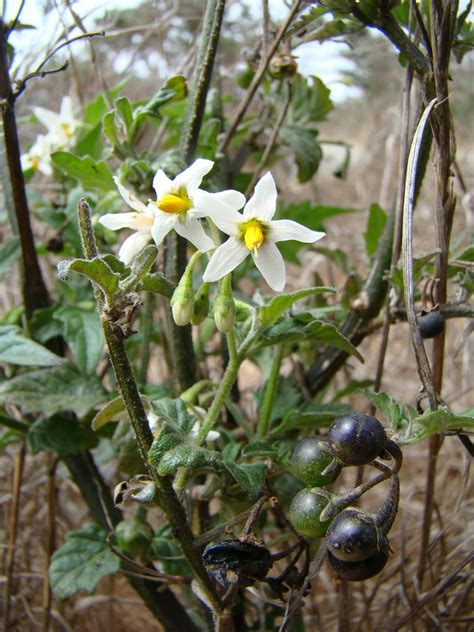 Leaves of Plants: Greenspot Nightshade