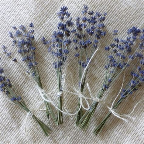 Dried Lavender Bouquet - Etsy