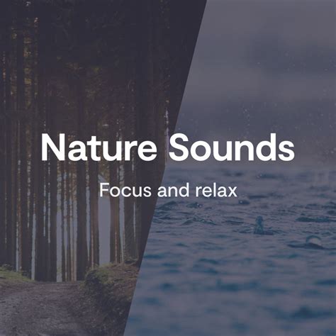 Forest Birdsong Sounds | Mindfulness.com