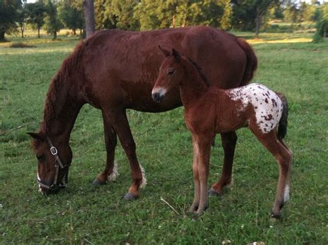 Blanket Appaloosa Bashkir Curly Foal | Foals, Horse breeds, Animals ...