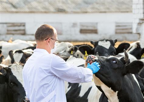 IMPORTANCIA DE LA MEDICINA VETERINARIA