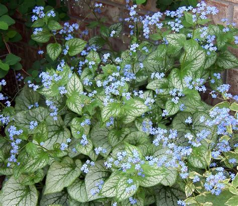 Jack Frost Brunnera - Shade - Blue Flowers - Live Plant - Gallon Pot - Walmart.com - Walmart.com