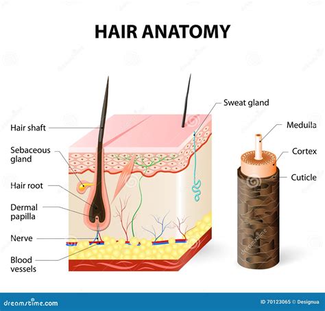 Diagram of a Hair Follicle in a Cross Section of Skin Layers Stock Vector - Illustration of ...