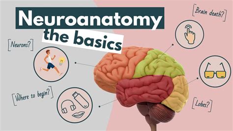 Brain anatomy and function, an overview | Neuroscience basics - YouTube