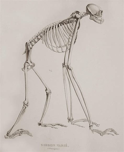 The skeleton of a gibbon. | Animals | Pinterest | Skeletons, Animal ...