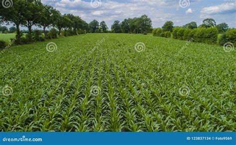 Drone Flight and Aerial View Over a Corn Field Stock Photo - Image of ...