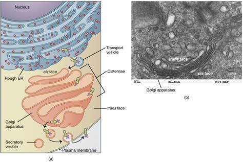 Golgi apparatus