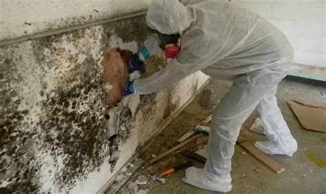 The Dangers of Mold in Your Home - WJUG