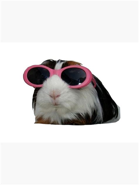 Guinea Pig Wearing Glasses | ubicaciondepersonas.cdmx.gob.mx