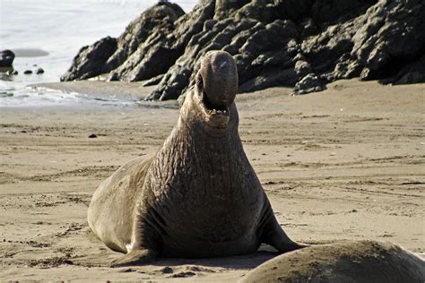 Thousands of elephant seals are headed to the beaches - San Luis Obispo ...