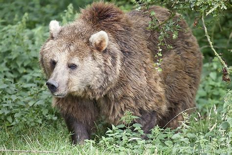 Eurasian Bear Facts: Animals of Europe - WorldAtlas