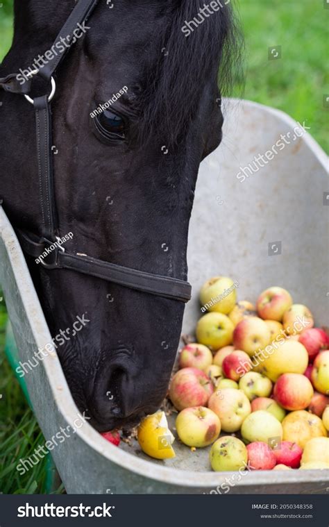 Black Horse Portrait Eating Apples Outdoor Stock Photo 2050348358 | Shutterstock