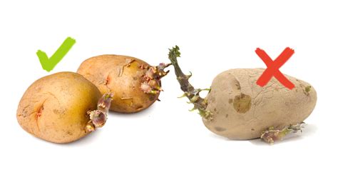 This Is How You Can Tell if Potatoes Are Bad - Utopia