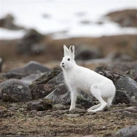 Mountain Hare - Facts, Diet, Habitat & Pictures on Animalia.bio