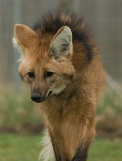 Maned Wolf Facts: Lesson for Kids | Study.com