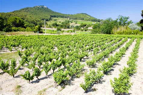 Ultimate Guide to the Provence Wine Region of France