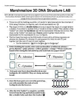 Marshmallow 3D DNA Structure LAB by Interactive Teaching | TpT