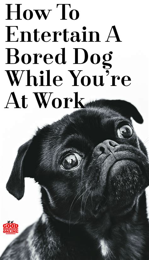 10 Secrets To Entertain a Bored Dog While at Work | Bored dog, Dogs