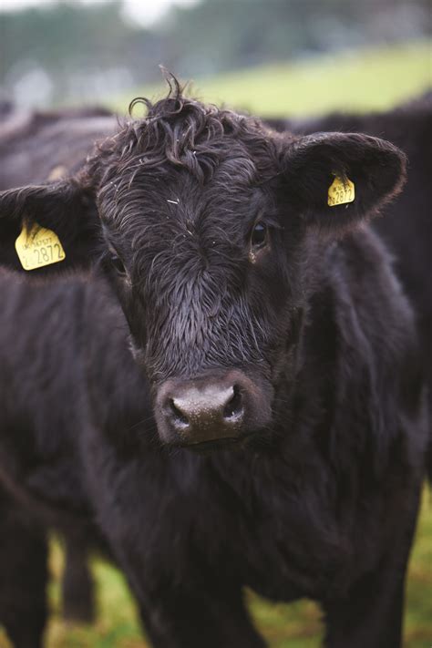 Aberdeen Angus at Daylesford Farm | Aberdeen angus, Beef cattle, Animal photography