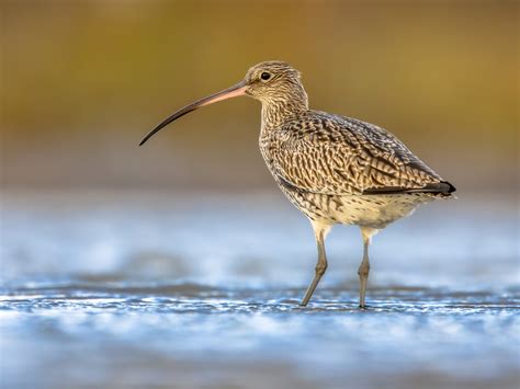 Curlew Bird Facts | Numenius Arquata