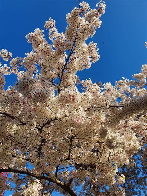 Cherry Blossoms in London – Gochugaru Girl