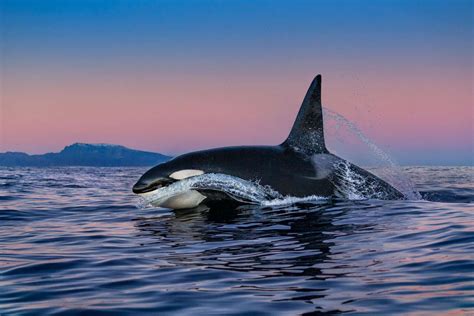 Dawn Patrol - @Paul Nicklen Ballena en el océano. #atardecer #orca #ballena #black #awesomrme # ...