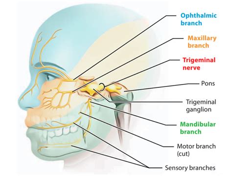 Trigeminal Nerve – Earth's Lab