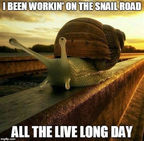 Snail | Meme City