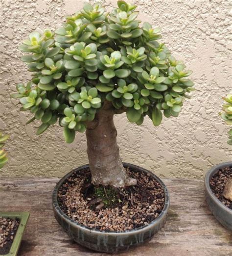 5 suculentas de sombra perfectas para tener durante otoño | Panorama Crassula Succulent ...