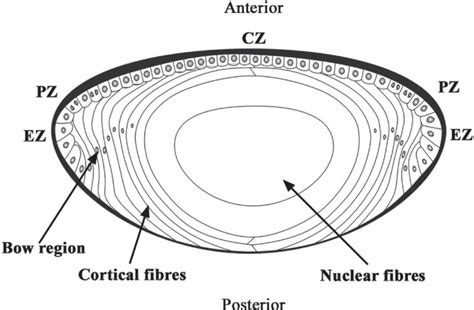 Visual Anatomy 視覚解剖学