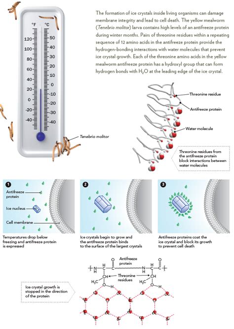 Biochemistry of Antifreeze Proteins – Everyday BioChem