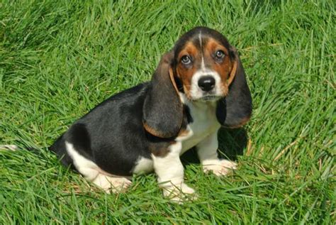 Basset Hound Info, Temperament, Puppies, Pictures