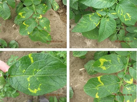 Potato Mop Top Virus (PMTV) and Powdery Scab – Symptoms and Diagnosis | Management of Potato ...