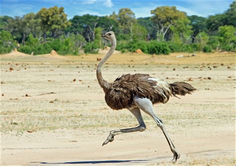 The 10 Largest Animals In The World - AZ Animals