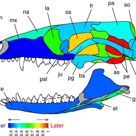 Relation between encephalization quotient (EQ) and supraoccipital... | Download Scientific Diagram