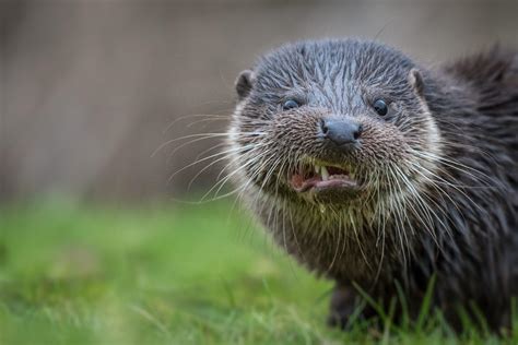 Angry otter : r/Otters