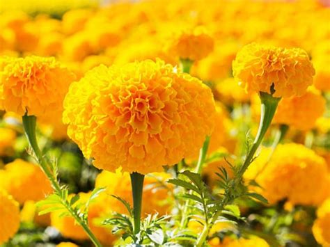 Skin problem solution | Tips to use marigold flower to treat skin problems