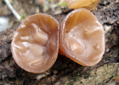 Jelly Ear (Auricularia auricula-judae) in British Columbia