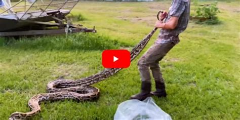 Solo Snake Hunter Battles Giant 17-Foot Florida Python in the ...